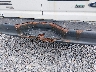 1FTNE2EW0CD****** Wrecked 2012 Ford E-250