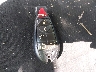 2C4RDGCG4CR****** Salvamento 2012 Dodge Grand Caravan en Estado de Indiana