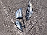 KMHGC4DD5DU****** Wrecked 2013 Hyundai Genesis in Nevada State