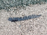 2FMTK3G91FB****** Wrecked 2015 Ford Edge in Kansas State