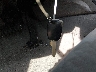 2HGFG1B62AH****** Salvage 2010 Honda Civic in Maryland State