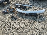 1GCDT196558****** Wrecked 2005 Chevrolet Colorado in Oregon State