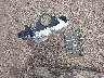 5UXKR2C39H0****** Wrecked 2017 BMW X5 in Texas State