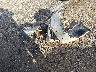 1HGCM56363A****** Wrecked 2003 Honda Accord in Ohio State
