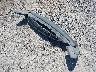 5GAEVAKWXLJ****** Wrecked 2020 Buick Enclave in New York State