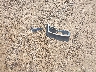 5FNRL6H72JB****** Wrecked 2018 Honda Odyssey in Texas State