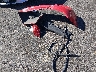 2HGFC2F56GH****** Wrecked 2016 Honda Civic in Nevada State