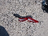 1FA6P0H75G5****** Destrozados 2016 Ford Fusion en Estado de Ohio