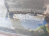 1G8GC26M3GF****** Usados 1986 Chevrolet Suburban en Bridgeport