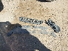 1G4PR5SK2E4****** Wrecked 2014 Buick Verano in Texas State