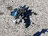 1GTHK29D87E****** Wrecked 2007 GMC Sierra 2500HD in Maine State