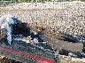 MGCNRGK***** Wrecked 2007 MasterCraft Other in Knoxville