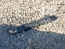 JF2GTHNC0NH****** Salvage 2022 Subaru Crosstrek in Texas State