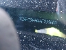 19XFC2F59HE****** Used 2017 Honda Civic