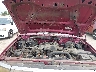 1FTCF15YXNK****** Repairable 1992 Ford F-150 in Saint Louis