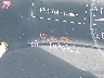 JTJADCAZ4R2****** Wrecked 2024 Lexus NX