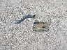 5NPE24AF1GH****** Wrecked 2016 Hyundai Sonata in Texas State