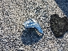 1FM5K7F85JG****** Destrozados 2018 Ford Explorer en Estado de Florida