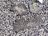 5TDZKRFH6FS****** Reparables 2015 Toyota Highlander