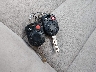 3FAHP07Z68R****** Salvage 2008 Ford Fusion in Texas State