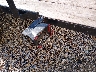 4YMBU1011NT****** Destrozados 2022 Carry-On Trailer Carry-On Trailer en Estado de Luisiana