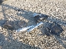 1HFSC49B77A****** Salvamento 2007 Honda Vtx1800 en Estado de Oklahoma