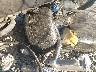 1HFSC49B77A****** Salvamento 2007 Honda Vtx1800 en Tulsa