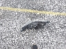 3N1AB7APXKY****** Wrecked 2019 Nissan Sentra in Florida State