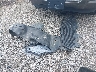 2T1BURHE8HC****** Destrozados 2017 Toyota Corolla en Estado de Carolina del Sur