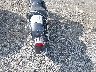 1HD1BJY1XYY****** Salvage and Repairable 2000 Harley-Davidson FLSTC in Virginia State