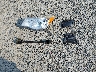 JF2SJADC3GH****** Destrozados 2016 Subaru Forester en Estado de Washington