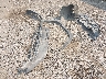 2T3N1RFV2NW****** Wrecked 2022 Toyota RAV4 in Washington State