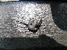 JTKJF5C79B3****** Salvage 2011 Scion TC in Wisconsin State