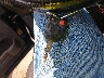 2FMDK40CX9B****** Salvage 2009 Ford Edge in Ohio State