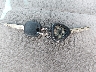 4T4BF3EK8AR****** Salvage 2010 Toyota Camry in Louisiana State