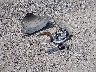 3VW5X7AT1DM****** Wrecked 2013 Volkswagen Beetle in Ohio State