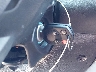 1FADP3F20GL****** Salvamento 2016 Ford Focus en Estado de Indiana