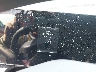 3KPFT4DE0SE****** Salvage 2025 Kia K4 in North Hollywood