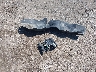 1GCEK29039Z****** Wrecked 2009 Chevrolet Silverado 1500 in Iowa State
