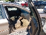 1MELM50U1VG****** Usados y Reparables 1997 Mercury Sable en Estado de Kentucky