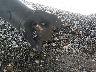 3HAEUMML7ML****** Used 2021 International MV 106