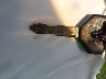 1J4GZ78YXTC****** Salvamento 1996 Jeep Grand Cherokee en Estado de California