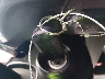3C3CFFJH9DT****** Salvage 2013 Fiat 500C in Louisiana State