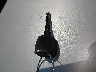 1G1AB5F57A7****** Salvage 2010 Chevrolet Cobalt in Washington State