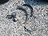 1FMEE5DP8PL****** Wrecked 2023 Ford Bronco in Washington State