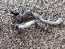1FTNX21FX3E****** Destrozados 2003 Ford F-250 en Estado de Arizona