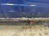JF1GD67582H****** Salvage and Repairable 2002 Subaru Impreza in Maine State