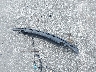 5YJ3E1EA7SF****** Salvage 2025 Tesla Model 3 in Florida State