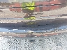 5UXKR0C59F0****** Salvage and Wrecked 2015 BMW X5 in Pensacola