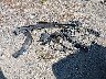 2GCVKPEC2K1****** Wrecked 2019 Chevrolet Silverado 1500 in Ohio State